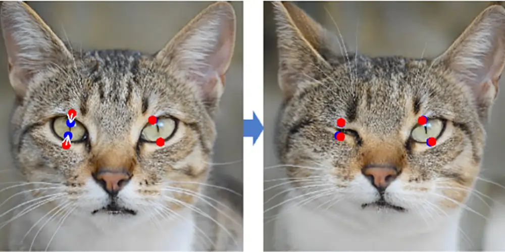 Cat - DragGAN Unveiled as Next Big Thing in AI Imaging Tools